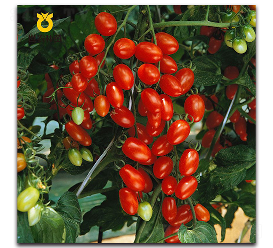 ܽɺ88����ɽ88��-���ѷN��-���r�N��