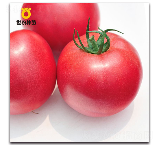 ����-���ѷN��-���r�N��