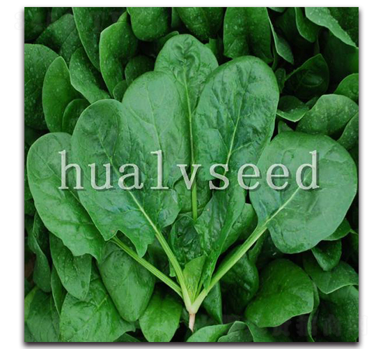 ��G2̖-���˷N��-�A�G