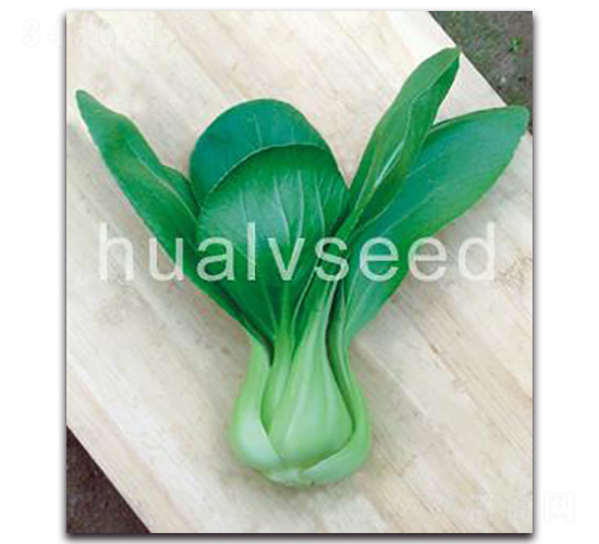 青秀小青菜-青菜種子-華綠