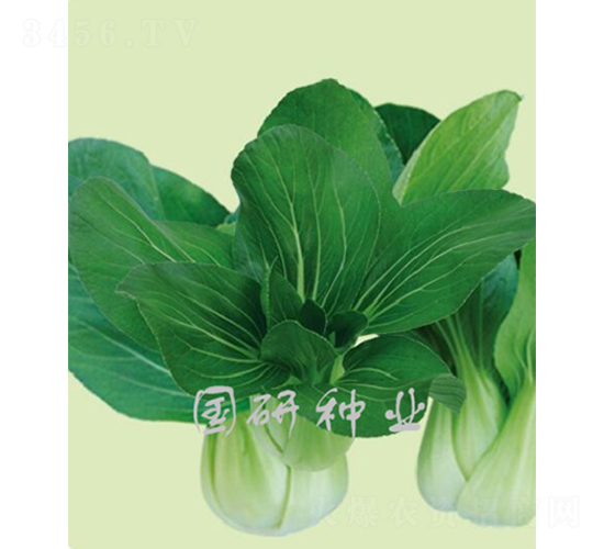 �����๣��-�Ͳ˷N��-���зN�I