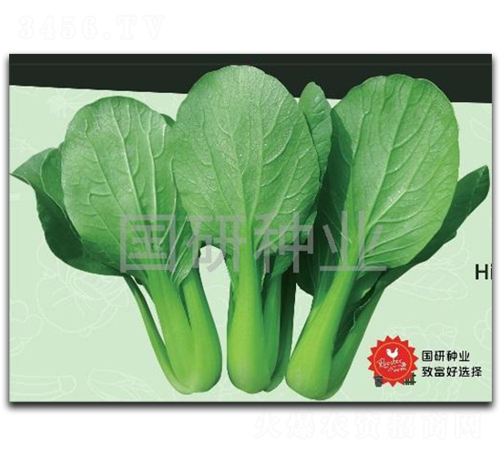 油綠302-油菜種子-國研種業