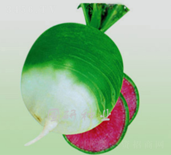 �����M�üt-�}���N��-���зN�I