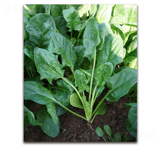 TI-11F-���˷N��-�S�{�N��