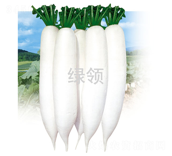 �İ�1̖-�}���N��-�G�I�N�I(y��)