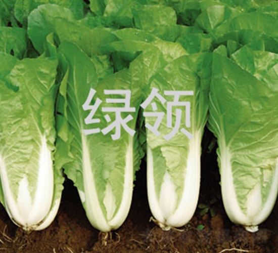 速騰1259-快菜種子-綠領(lǐng)種業(yè)