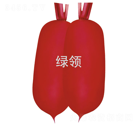 春紅-蘿卜種子-綠領種業