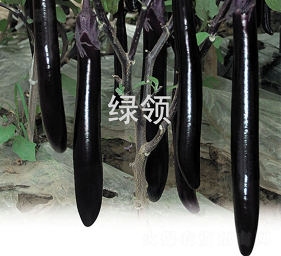 貝里斯-茄子種子-綠領(lǐng)種業(yè)