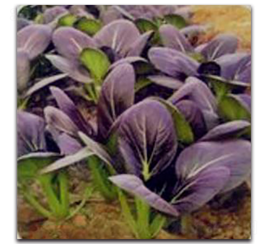 紫依青梗菜-青梗菜種子-三主糧