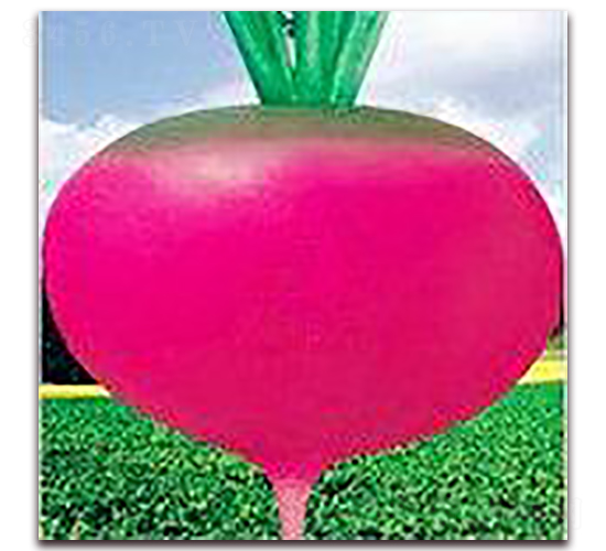 紅圓蔓菁-蘿卜種子-三主糧