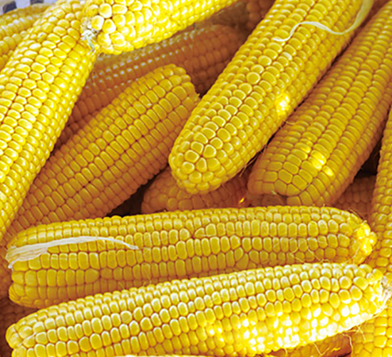 ����878-�����׷N��-���r��