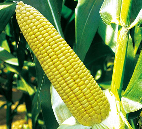 ���rŴ7̖-Ŵ���׷N��-���r��