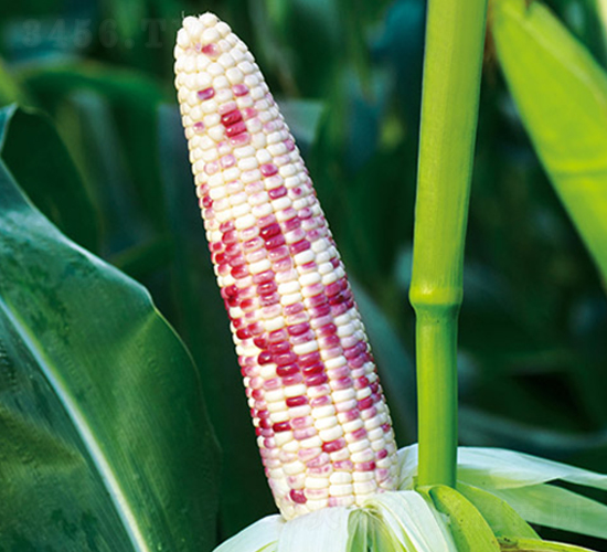 ���Ŵ670-Ŵ���׷N��-���r��