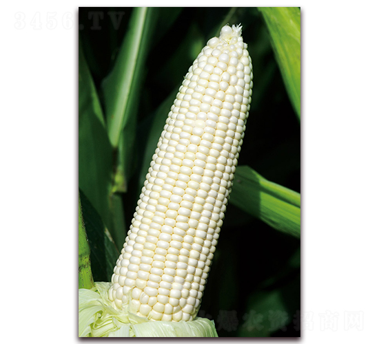 ��Ŵ691-Ŵ���׷N��-���r��