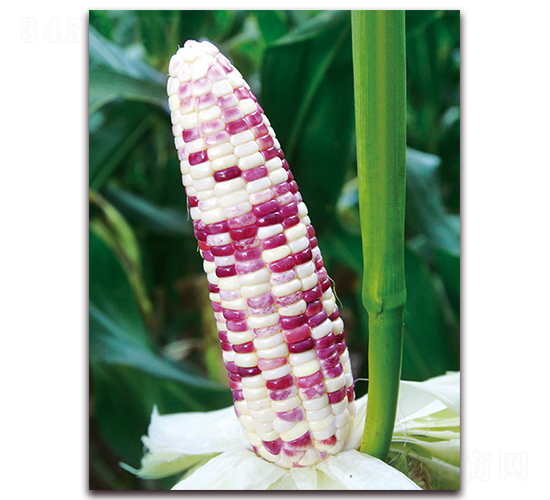 ����Ŵ617-��Ŵ���׷N��-���r��