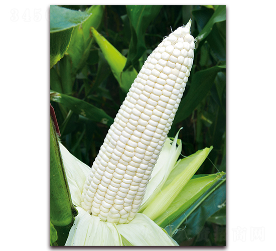 ��Ŵ1607-��Ŵ���׷N��-���r��