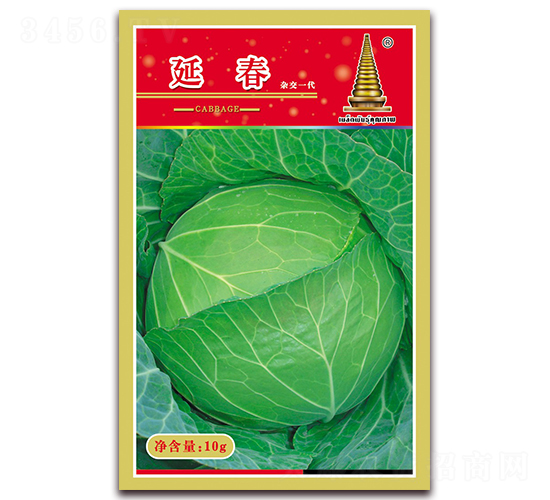 延春-甘藍種子-中江農業