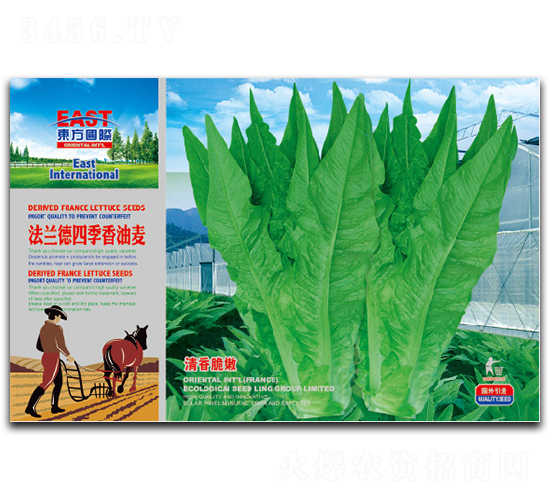 法蘭德四季香油麥-油麥菜種子-祥瑞達(dá)