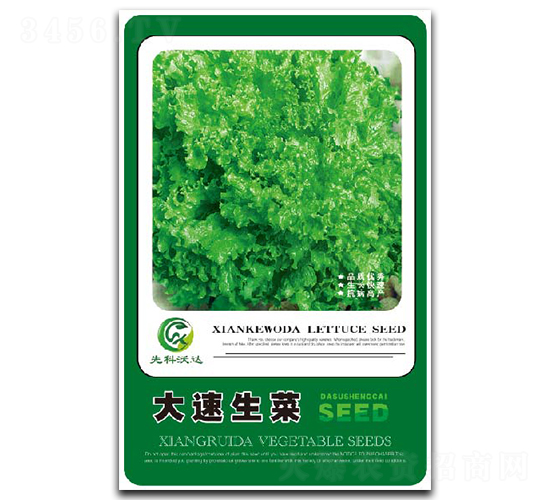 大速生菜-生菜種子-祥瑞達