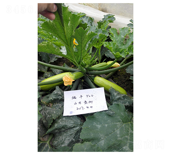 瑞豐508-西葫蘆種子-福宸農業