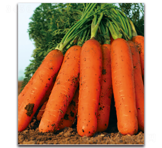 �tʥ��̖-�}���N��-�����r