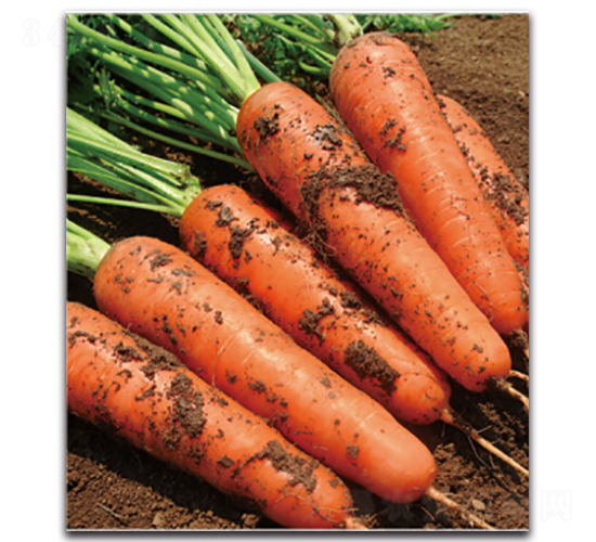 ��t��̖-�}���N��-�����r