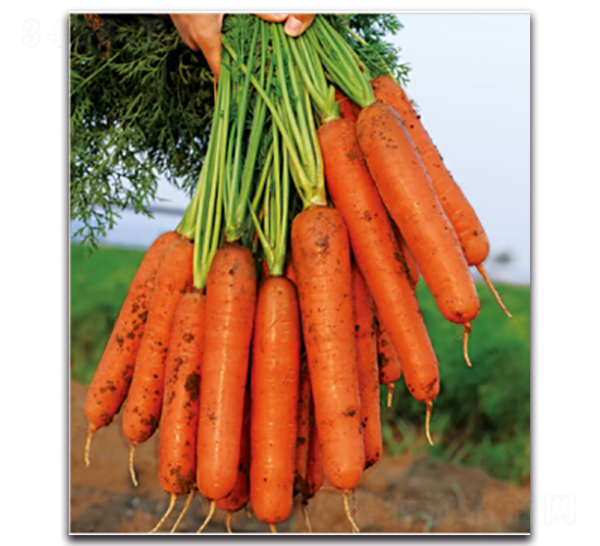 ��t��̖-�}���N��-�����r