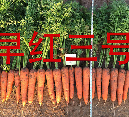 早紅三號-蘿卜種子-多美農