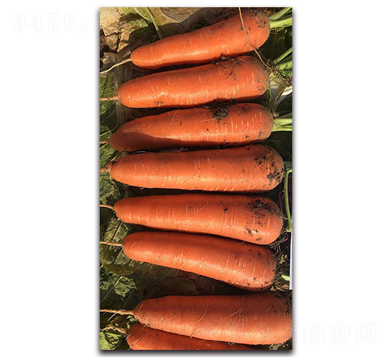 ��t90-�}���N��-�����r