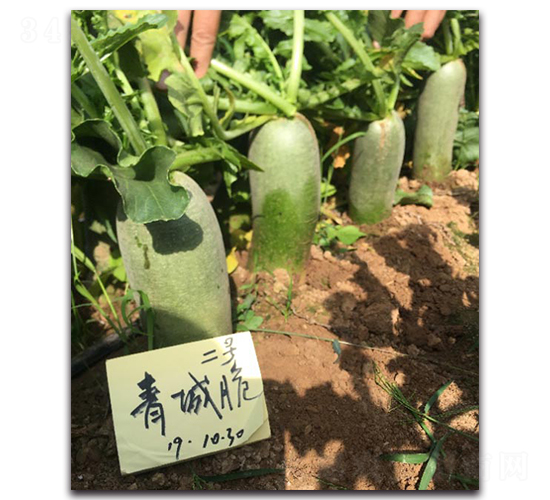 ��Ǵ��̖-�}���N��-�����r