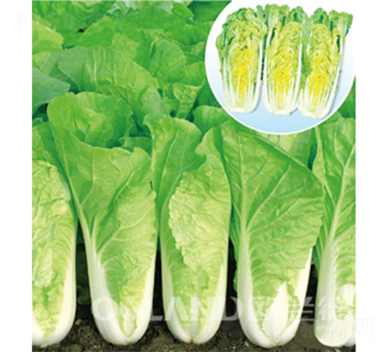 歐美566-快菜種子-歐蘭德