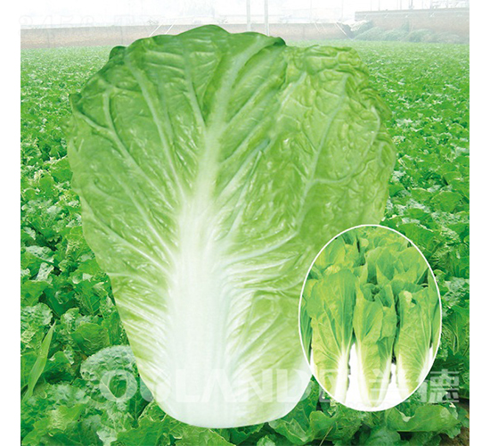 超級(jí)早熟5號(hào)-快菜種子-歐蘭德