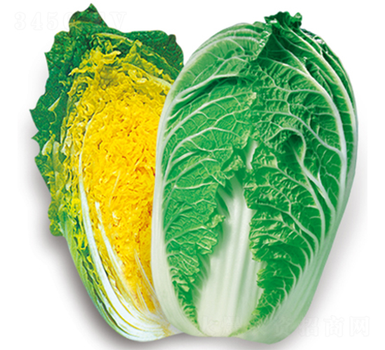 韓城冬玉-快菜種子-歐蘭德