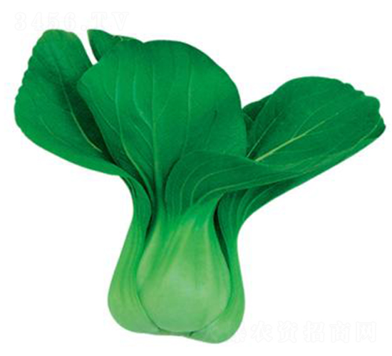 川島奇玉-青梗菜種子-歐蘭德