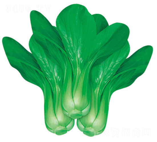 歐美303-青梗菜種子-歐蘭德