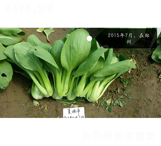 夏波帝-青梗菜種子-歐蘭德