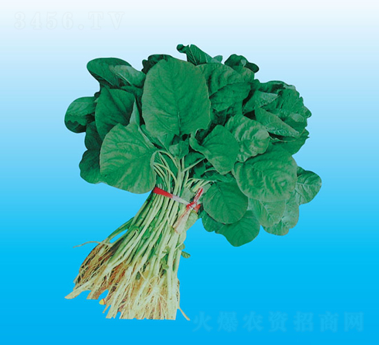 臺灣油莧菜-莧菜種子-天龍種業