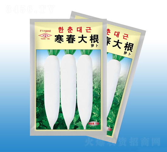 寒春大根-蘿卜種子-天龍種業