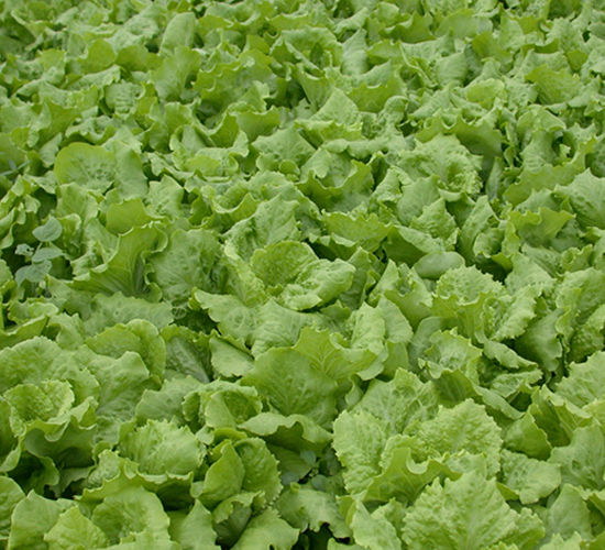 全年耐抽薹生菜-生菜種子-天龍種業