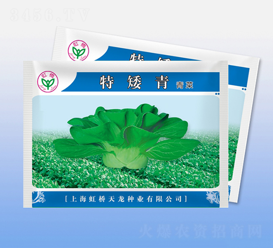特矮青-青梗菜種子-天龍種業(yè)