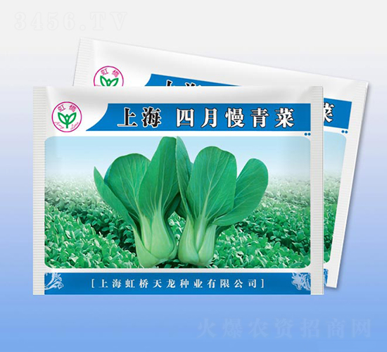 上海四月慢青菜-青梗菜種子-天龍種業(yè)