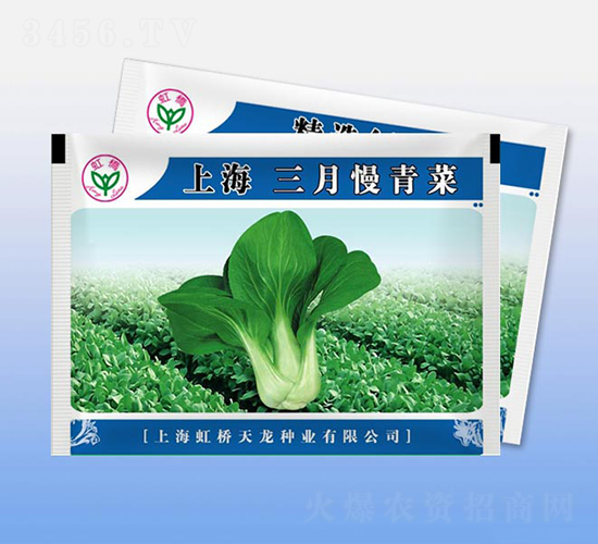 上海三月慢青菜-青梗菜種子-天龍種業(yè)