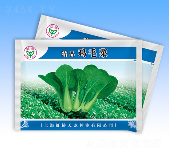 精品雞毛菜-青梗菜種子-天龍種業