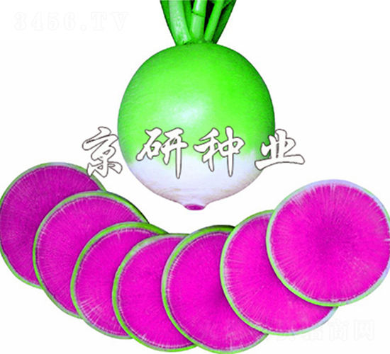 ���M�üt��������-�}���N��-����