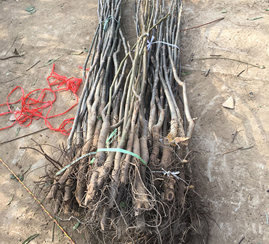 香玲核桃苗-冠森農業