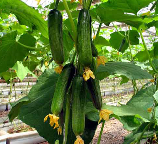 ���S9-�S�ϷN��-�r֮��