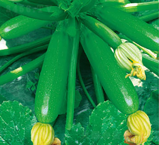 �߶˶���-�����J�N��-�߶˷N�I