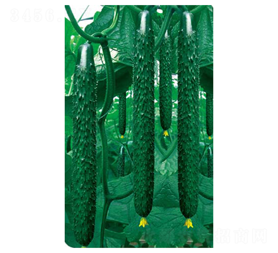 �����߮a��-�S�ϷN��-�߶˷N�I