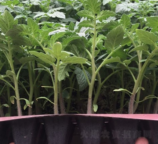 ����С����-���ѷN��-�A�~�N�I