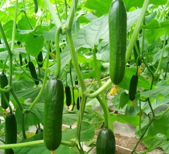 �o��ˮ��С�S��-�S�ϷN��-�A�~�N�I(y��)